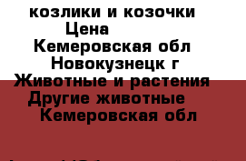 козлики и козочки › Цена ­ 3 000 - Кемеровская обл., Новокузнецк г. Животные и растения » Другие животные   . Кемеровская обл.